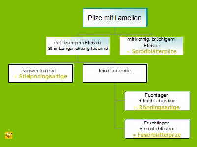 Lamellenpilze-Systematik_1